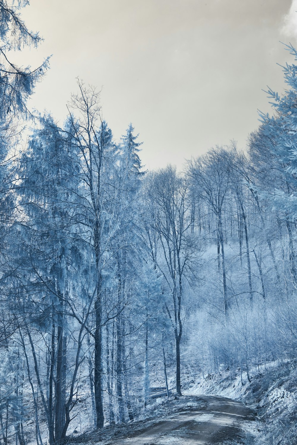 a dirt road in the middle of a snowy forest