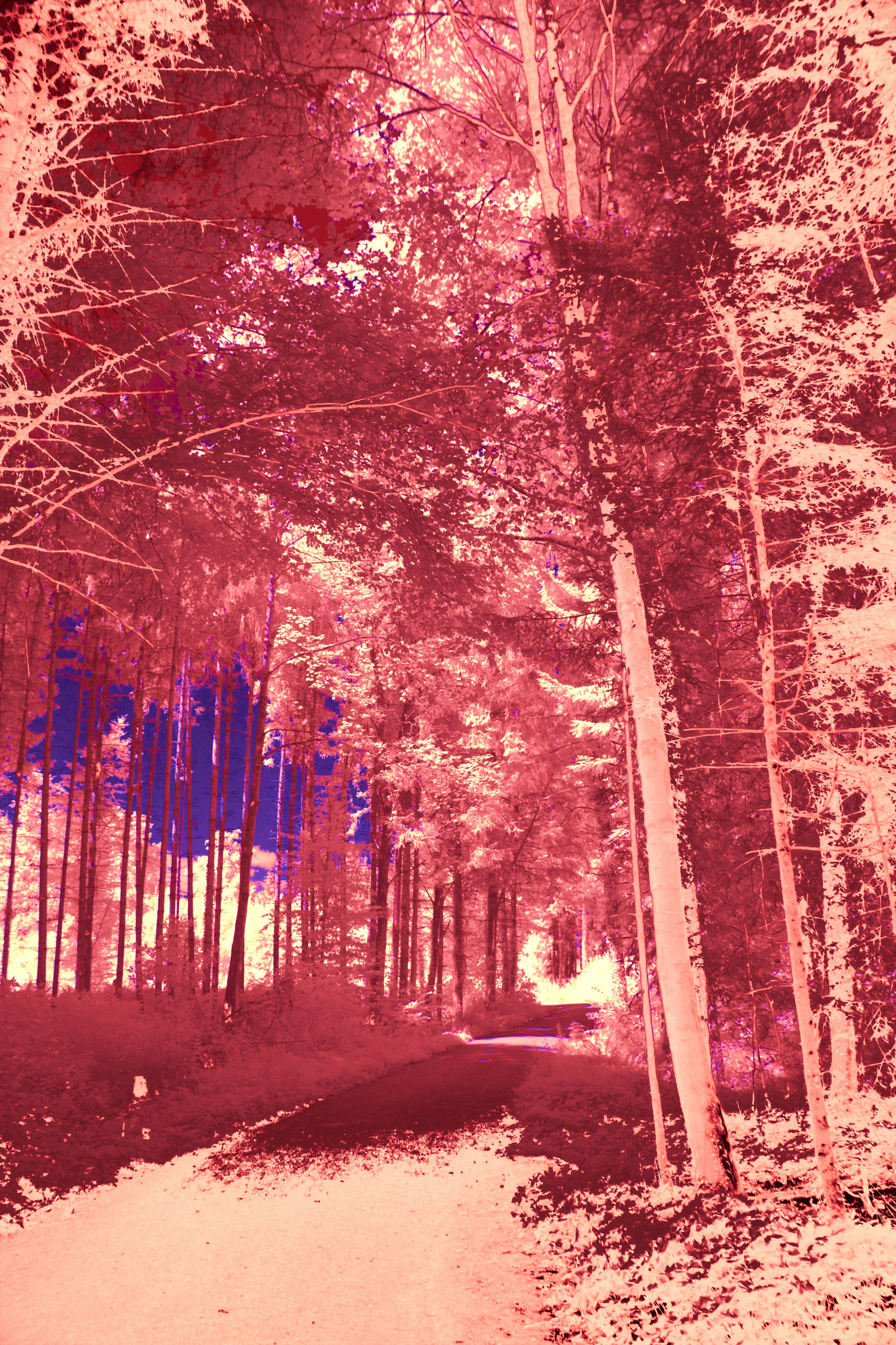 Photo by wolfgang_hasselmann