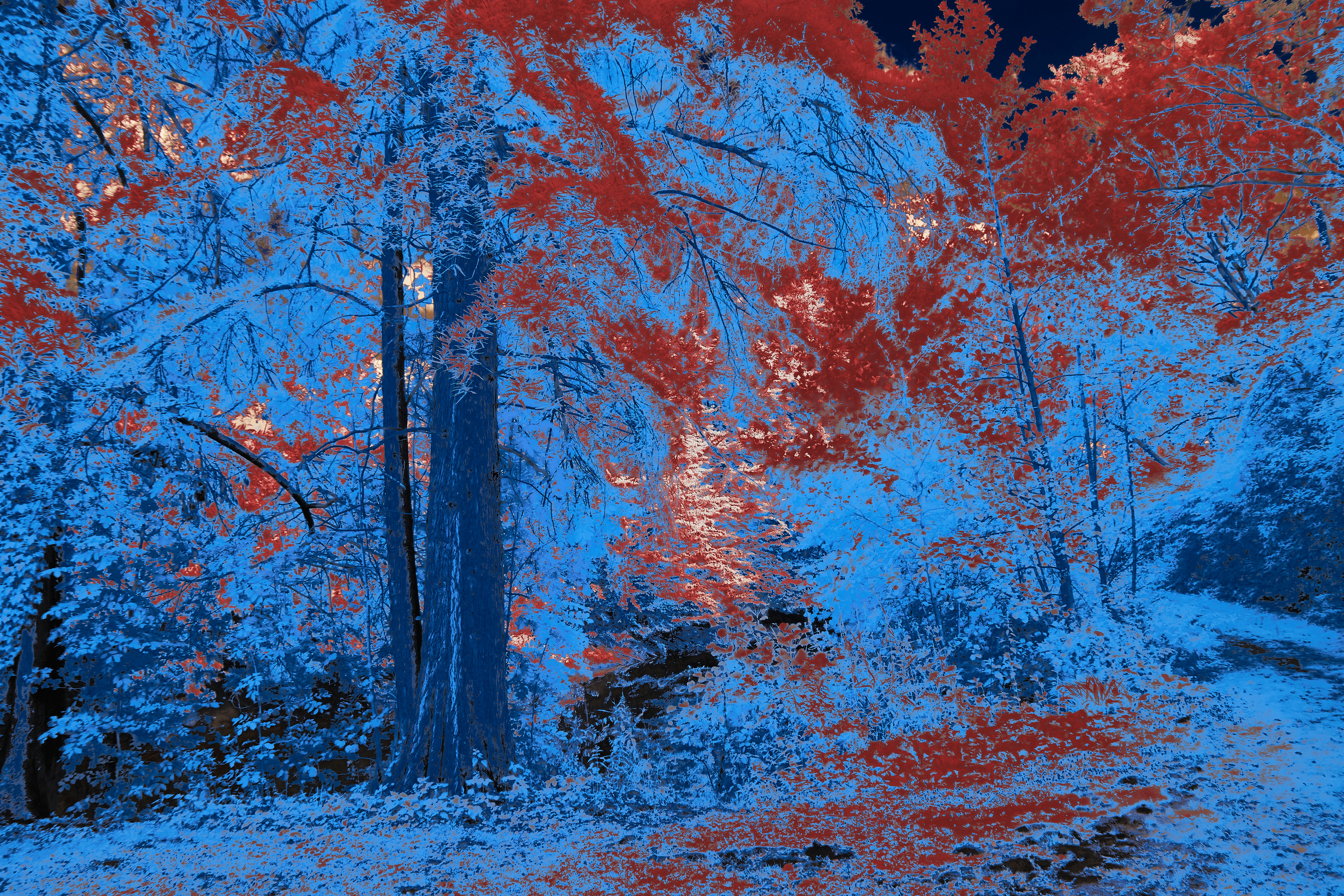 Photo by wolfgang_hasselmann