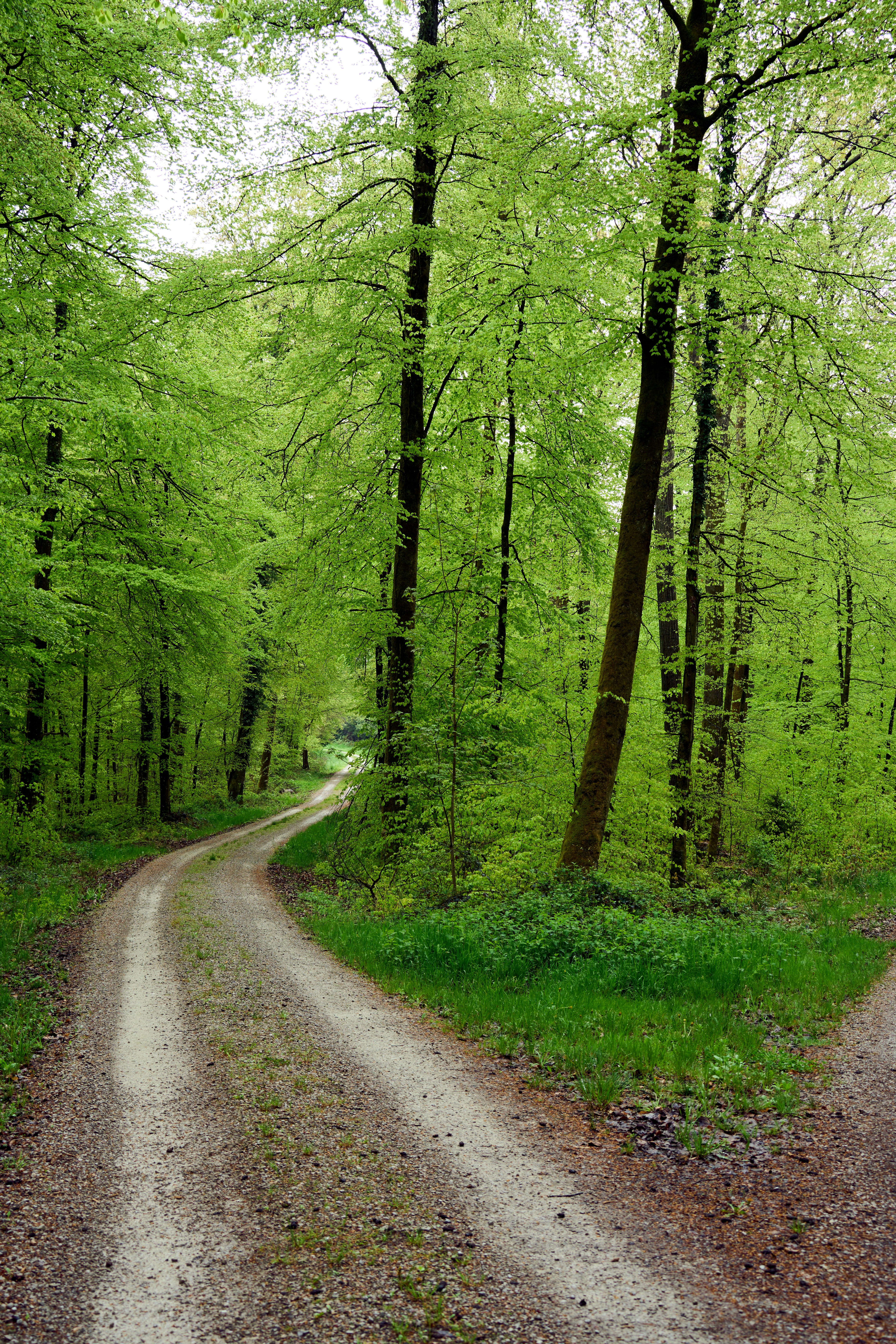 Photo by wolfgang_hasselmann