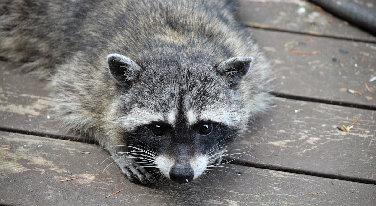 Raccoon is an Offensive Security Tool for Reconnaissance and Information Gathering