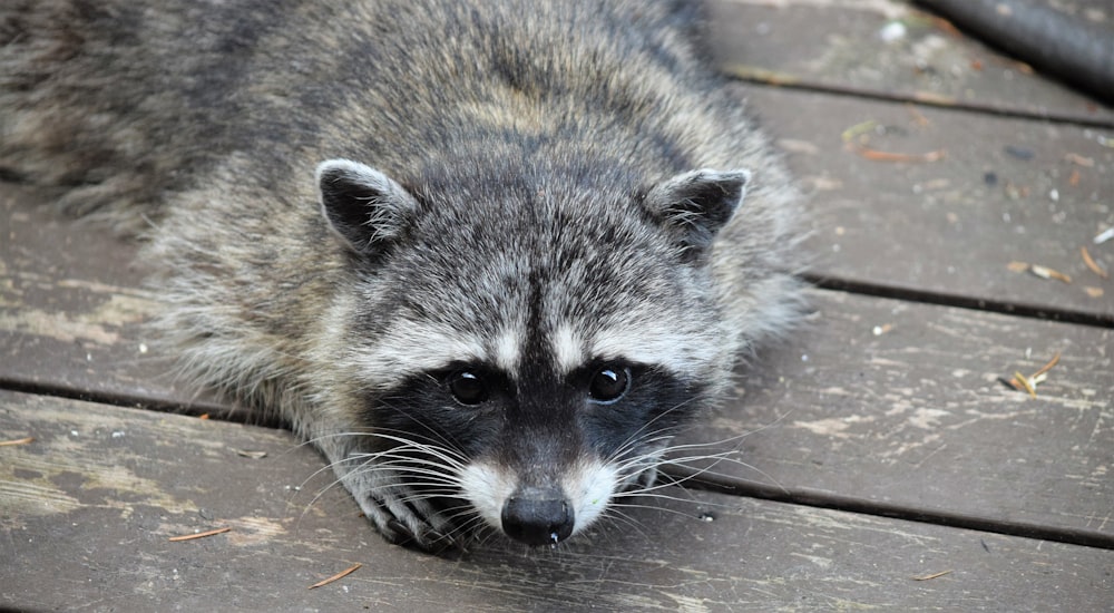 a raccoon is laying on a wooden deck