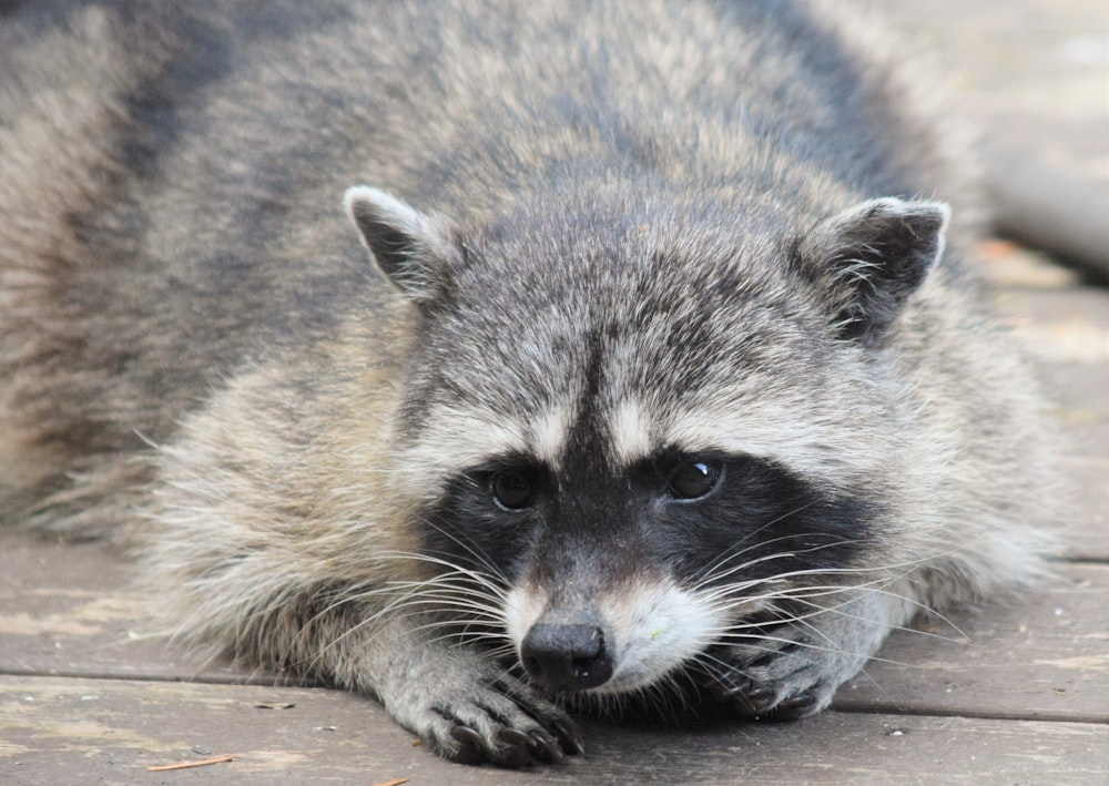 a raccoon is laying on a wooden deck