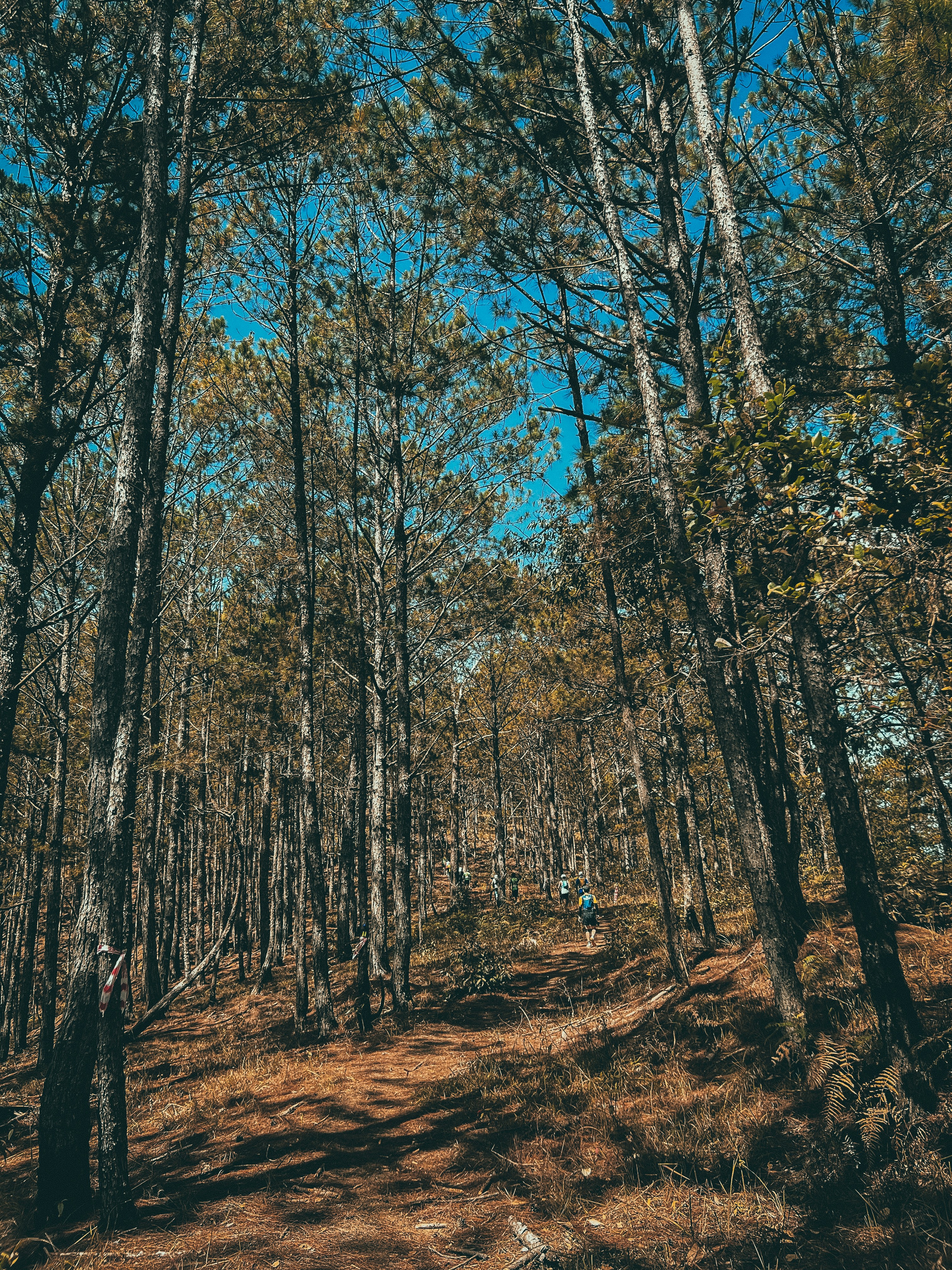 Dense forest trekking trail with tall trees, dappled sunlight, Karnataka Western Ghats jungle trek