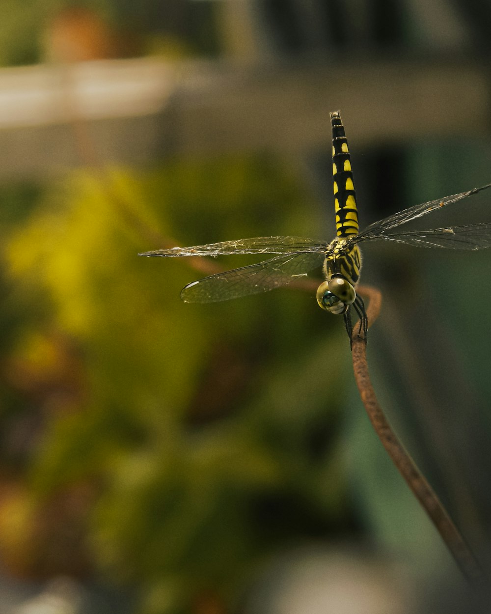 a yellow and black dragon flys through the air