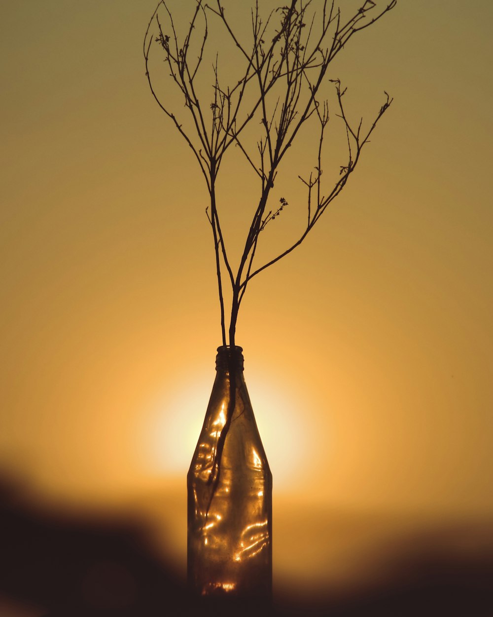 a bottle with a plant in it sitting in front of the sun