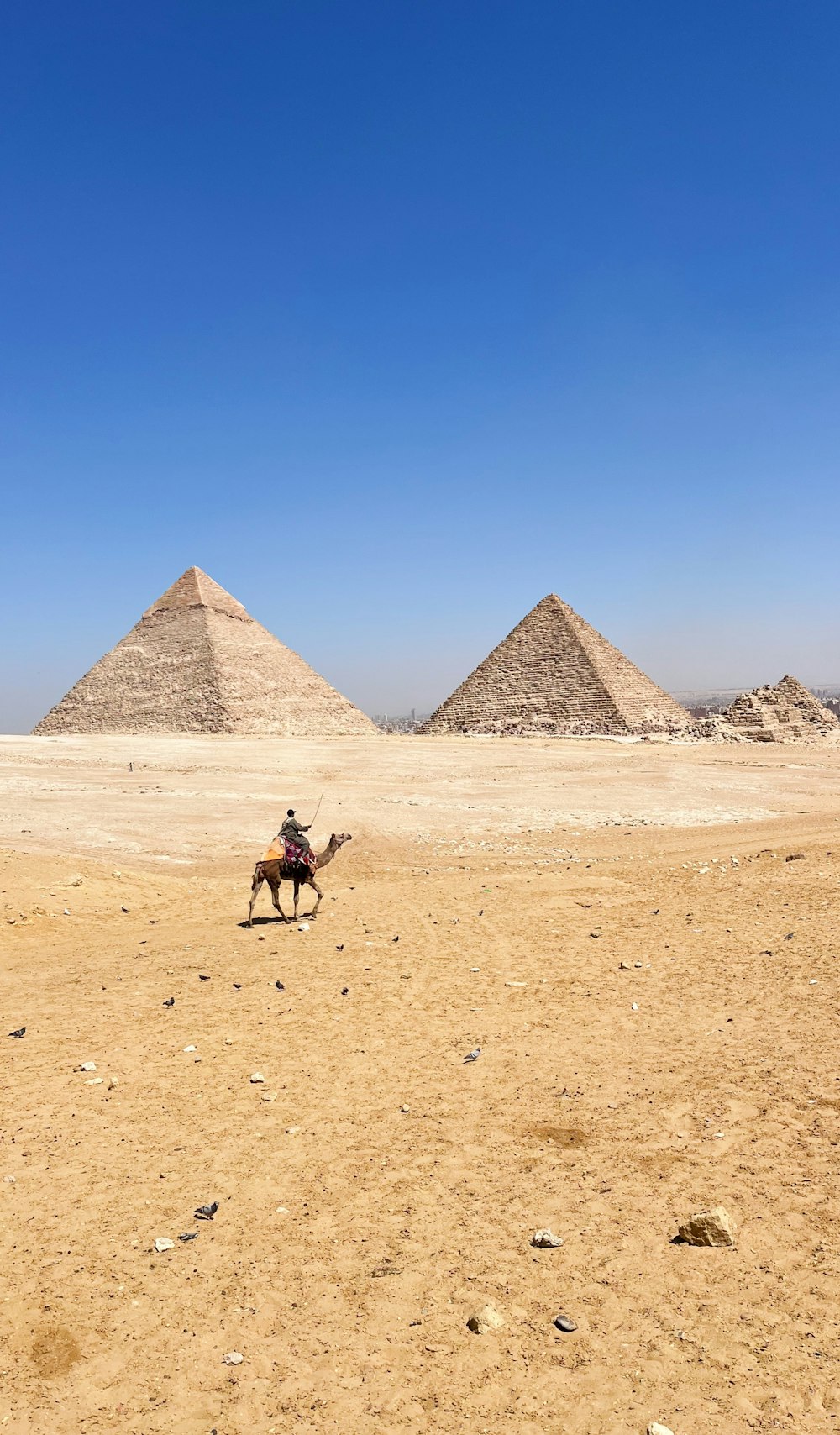 a man riding a camel in front of three pyramids