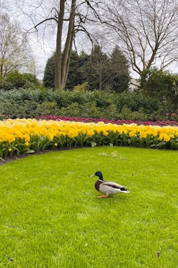 A friendly Happy Duck Exteriors team member smiling while holding gardening tools in a lush green yard.