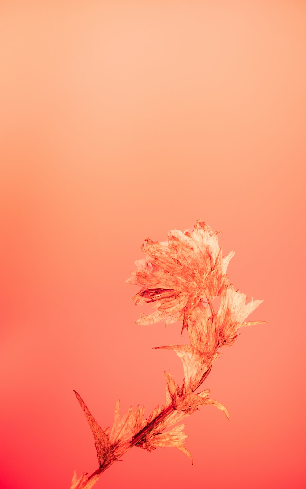 eine getrocknete Pflanze mit rotem Himmel im Hintergrund