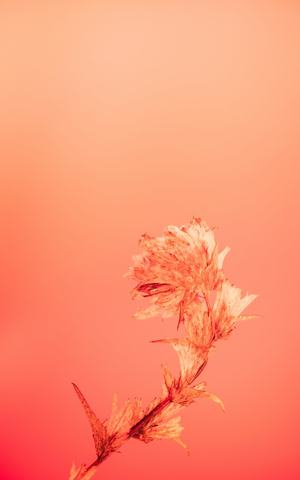 a dried plant with a red sky in the background