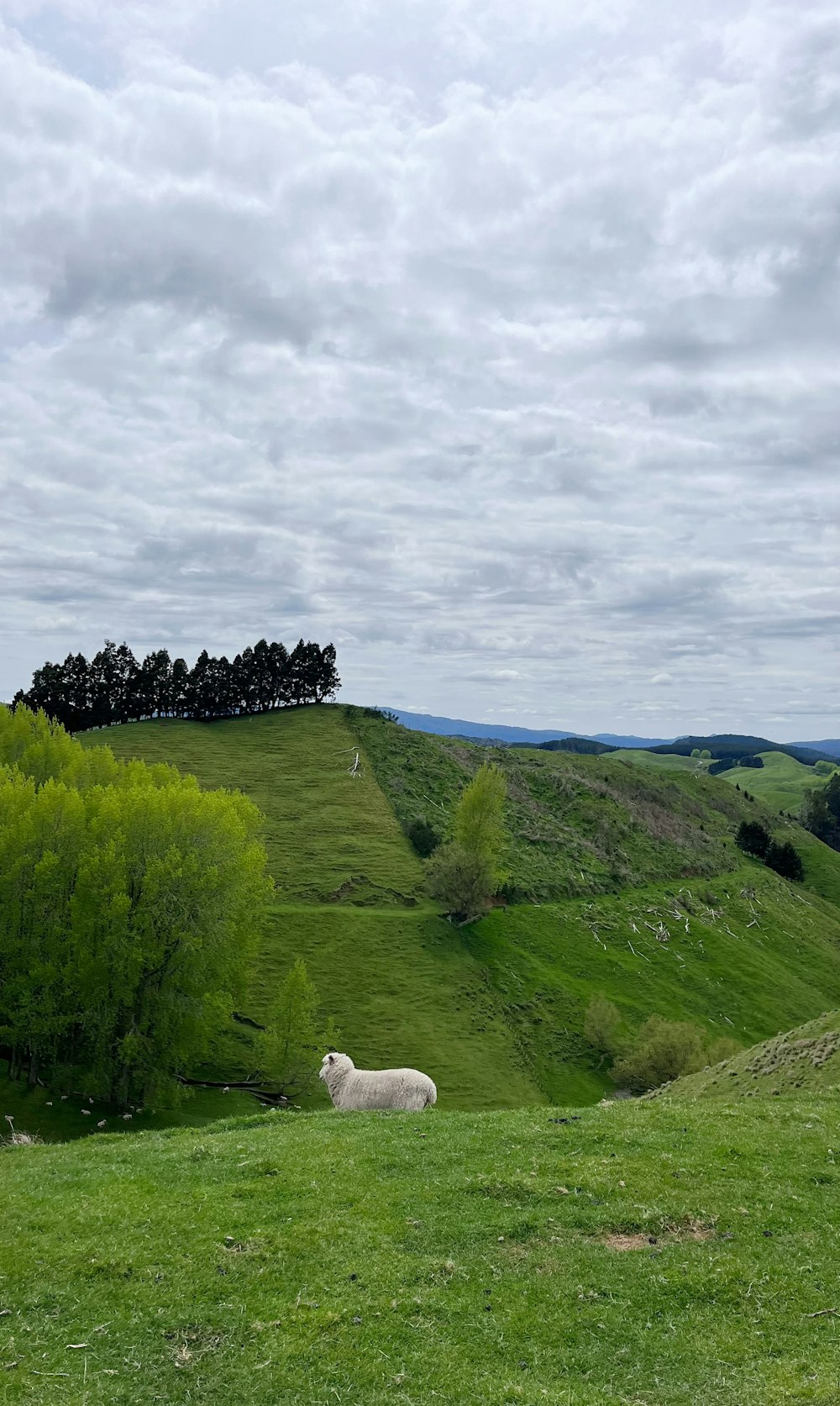 a white sheep standing on top of a lush green hillside