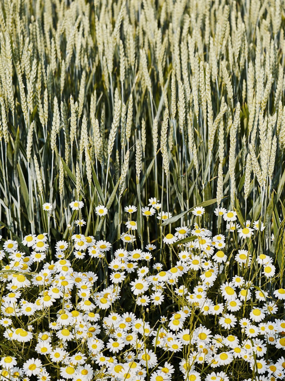 a field full of white and yellow flowers