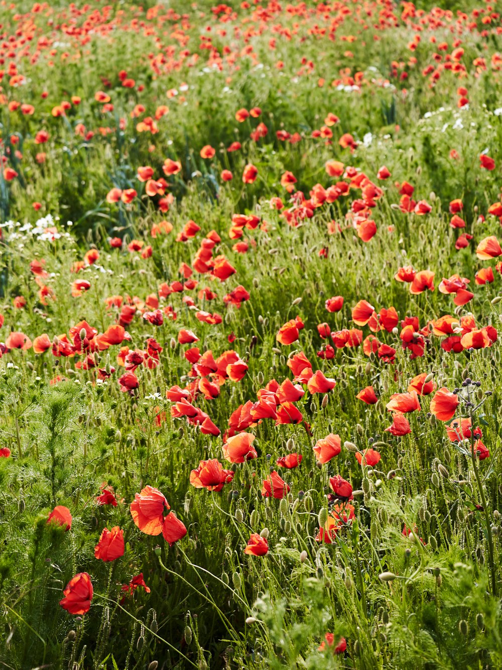 Un champ plein de fleurs rouges et blanches