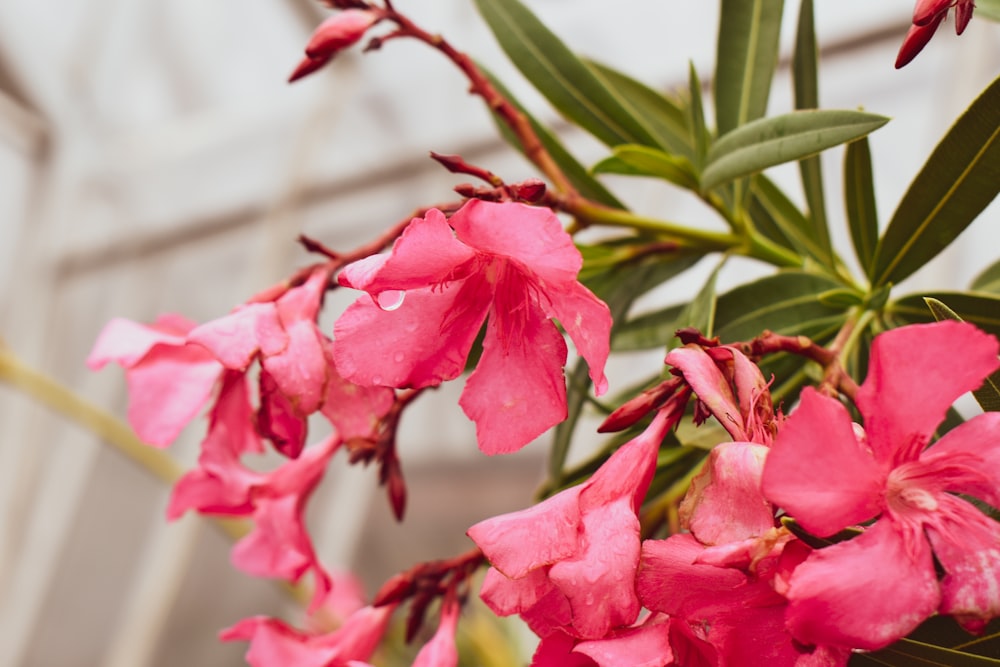 a close up of pink flowers with green leaves