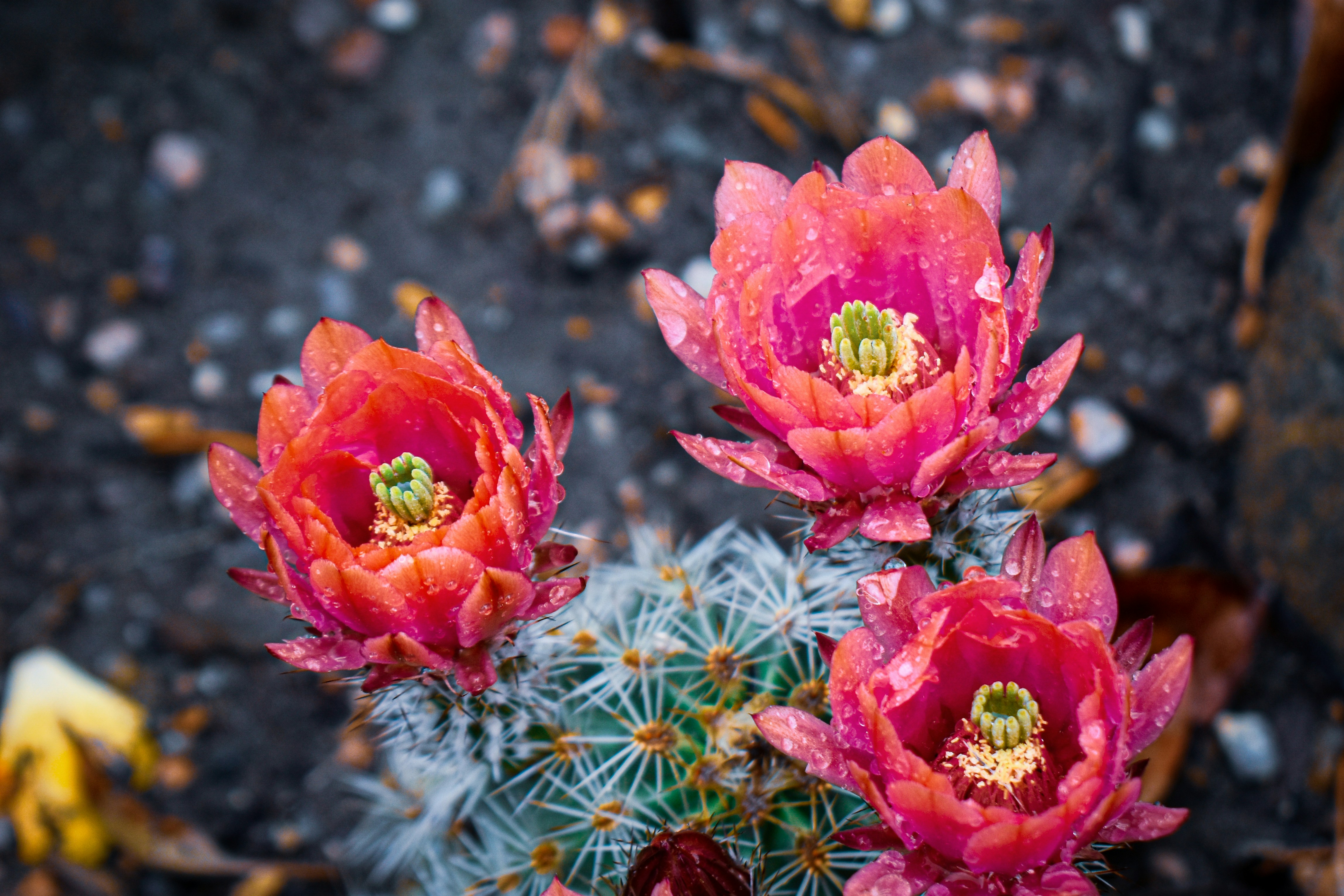 Photo by mmmkaydesign