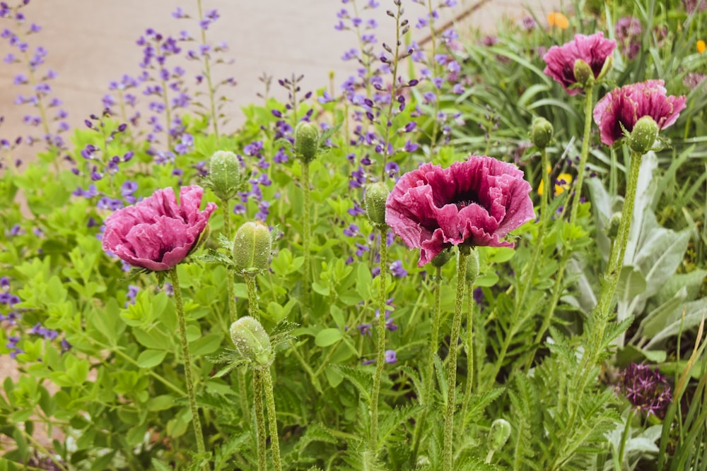 a field of purple flowers next to a building