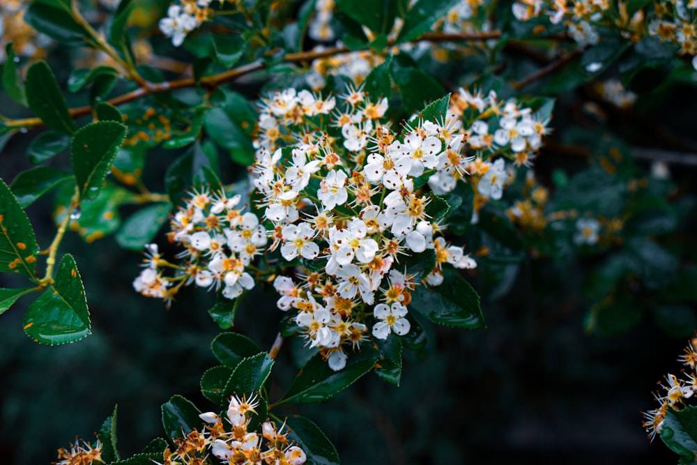 a bunch of white flowers that are on a tree