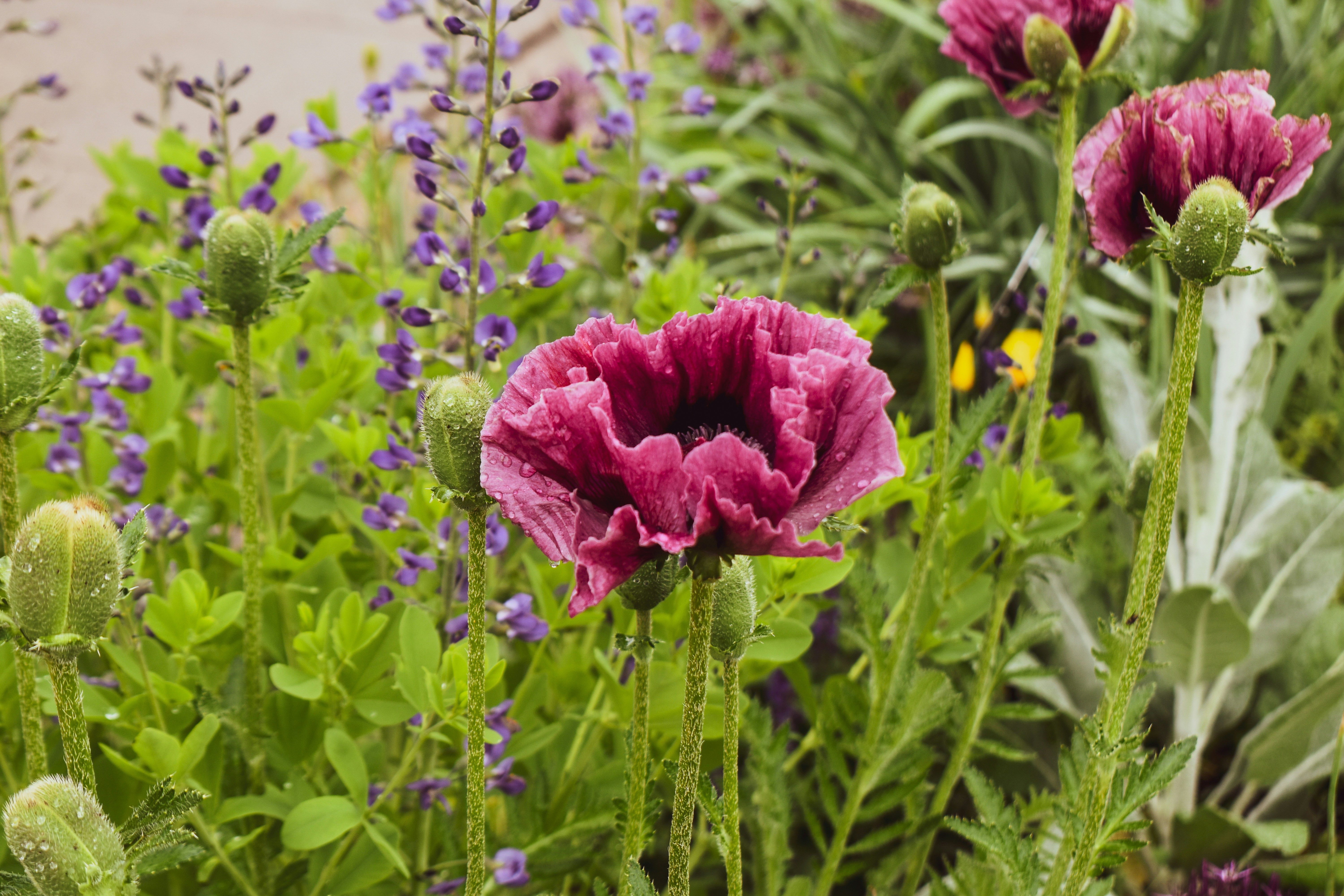 a bunch of flowers that are in the grass