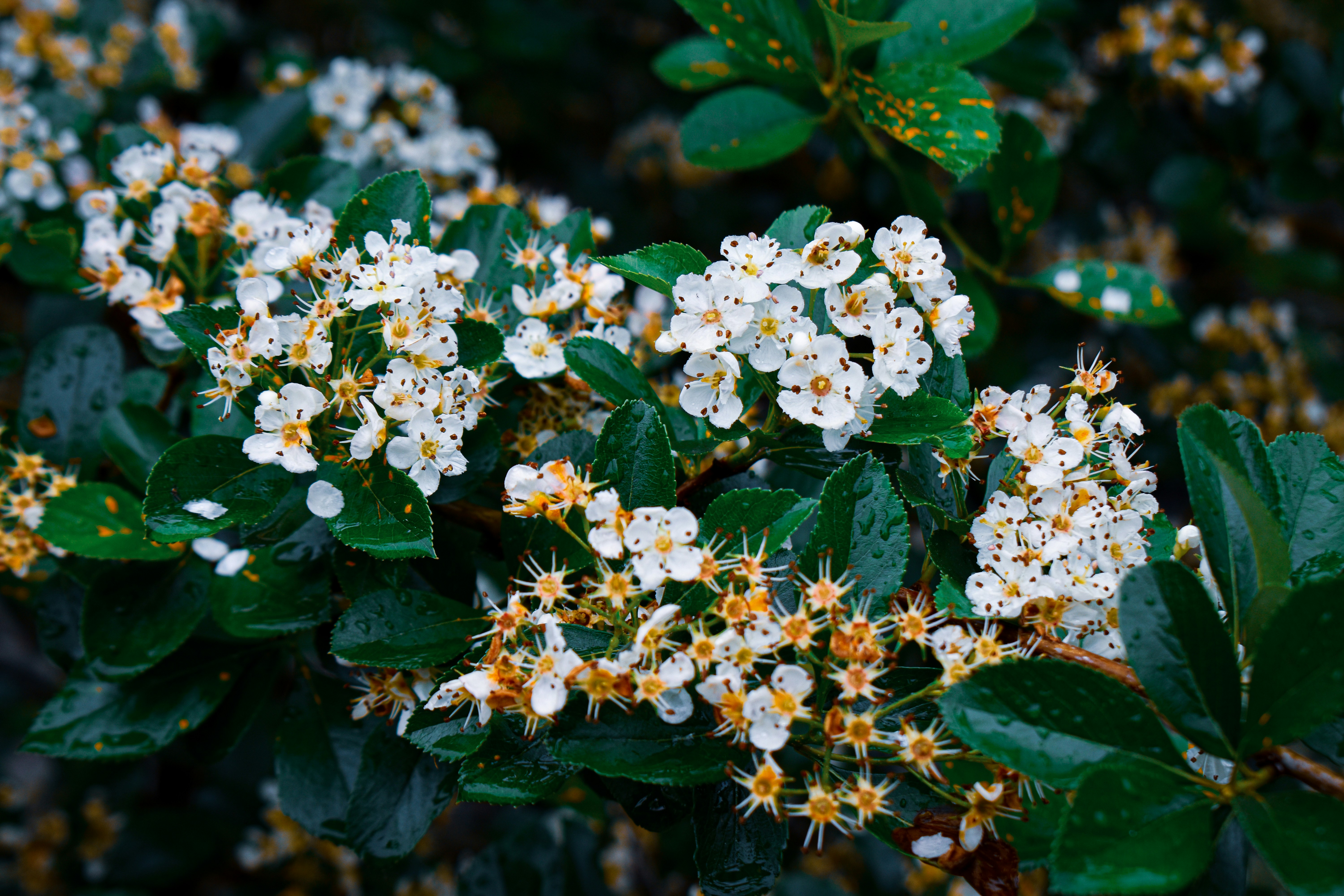 a bush with white flowers and green leaves
