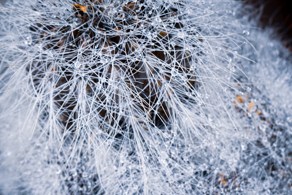 a close up of a plant covered in ice
