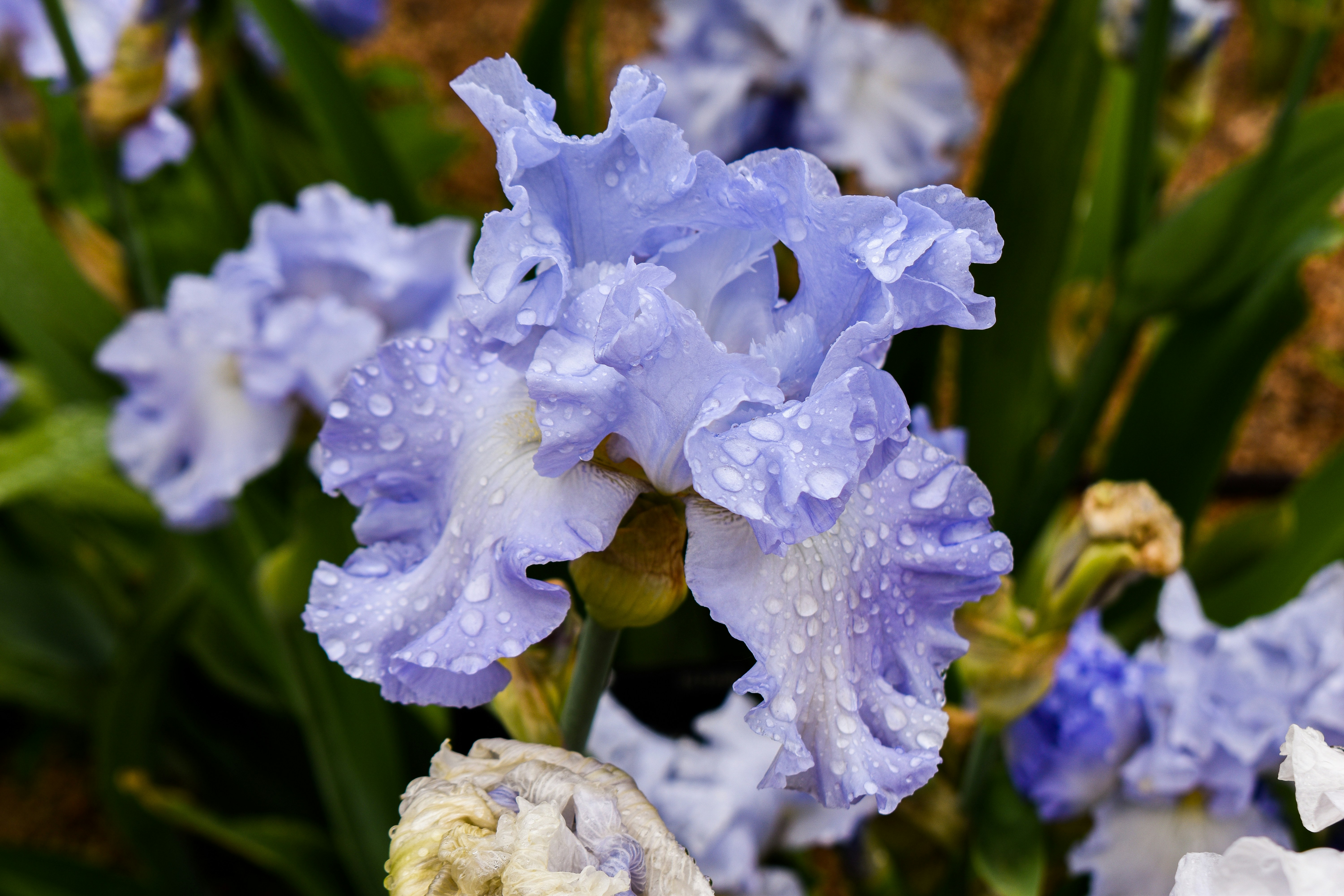 a bunch of blue flowers with water droplets on them