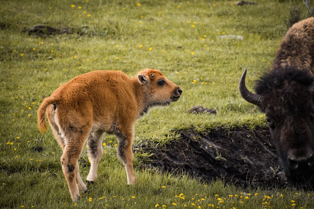 a couple of animals that are standing in the grass