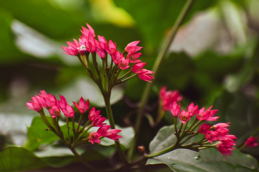 a close up of a pink flower with green leaves