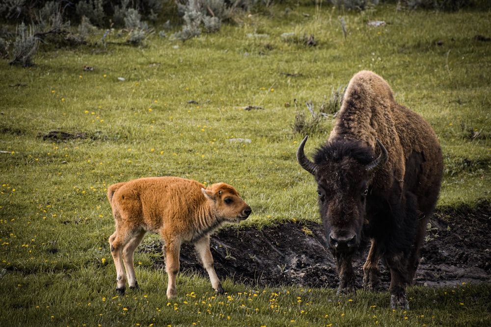 a bison and a calf standing in a field