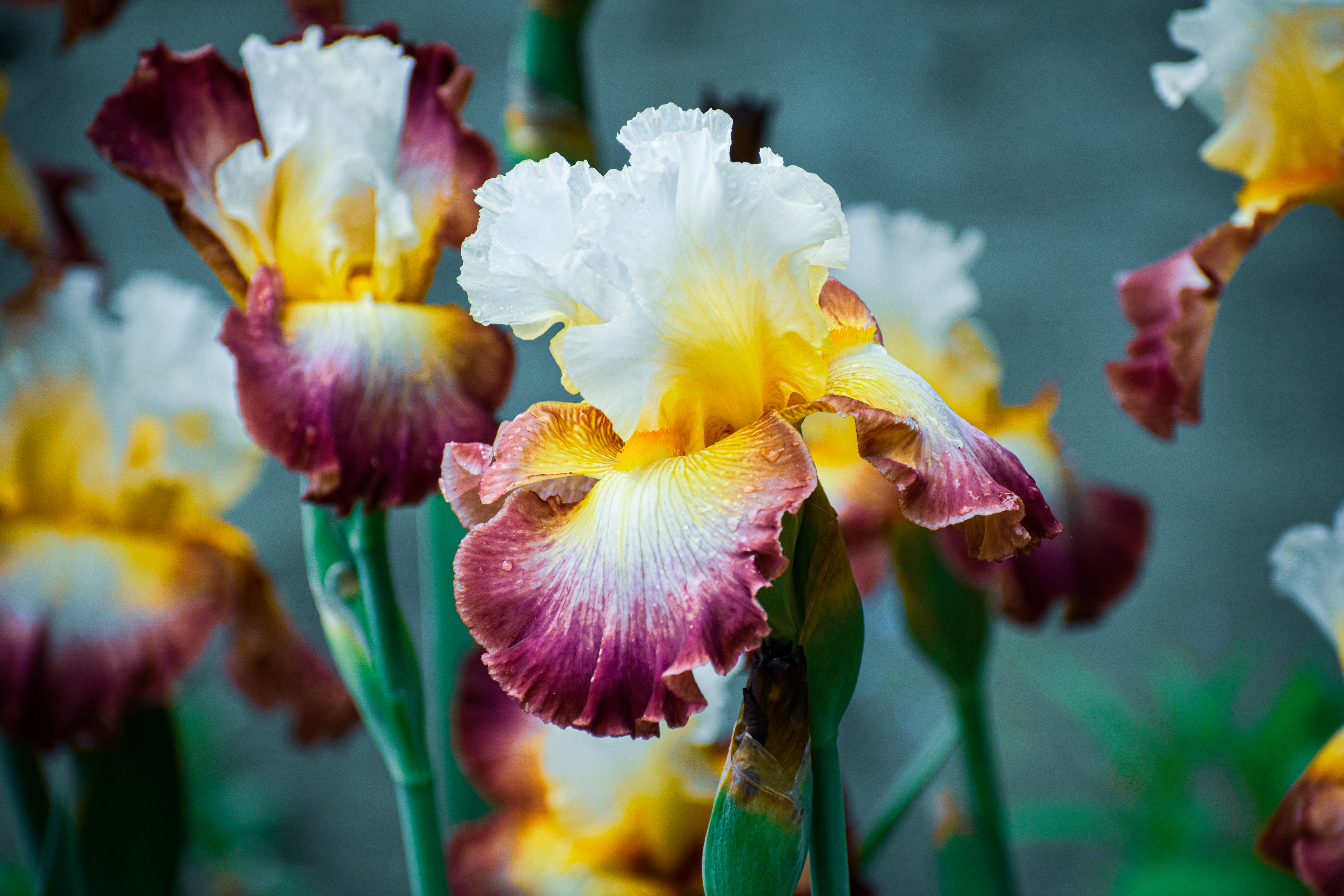 Un primo piano di un mazzo di fiori