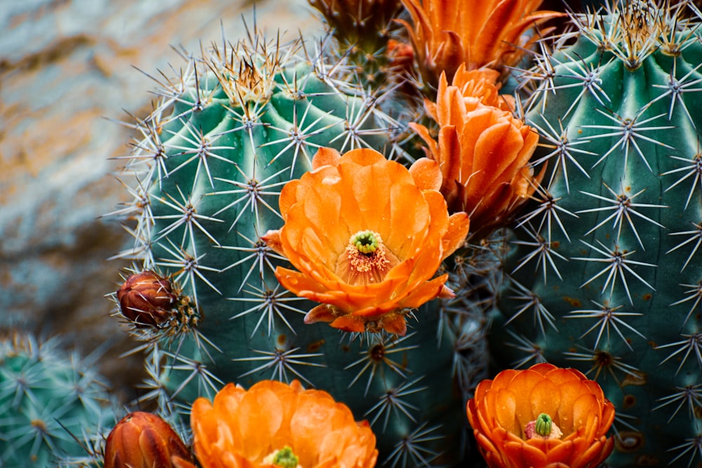 a close up of a cactus with orange flowers