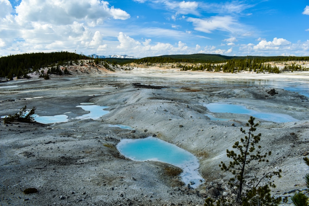 a large body of water surrounded by a forest