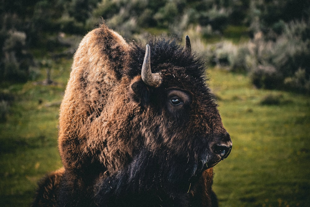 a close up of a bison in a field