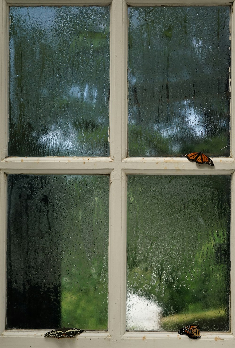 a butterfly sitting on a window sill in the rain