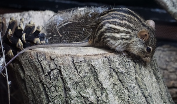 A small rodent with dark and light stripes on its fur is perched on a tree stump. There is a pine cone to the left and some twigs and branches scattered around.