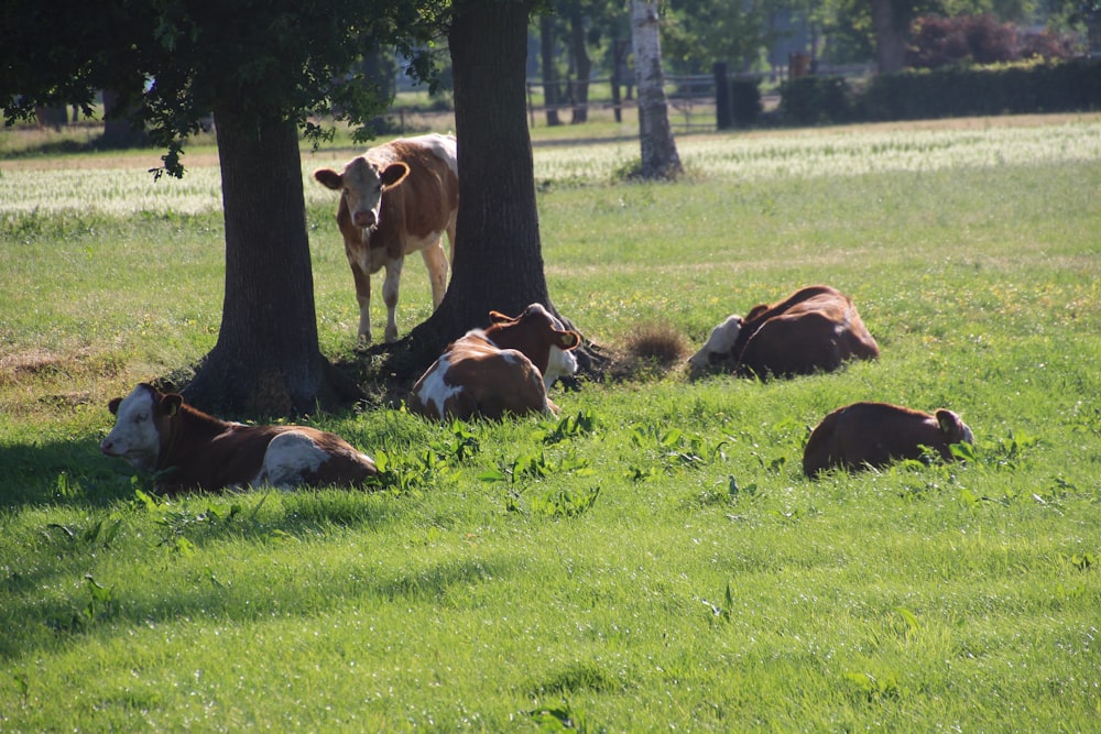 a group of cows laying in the grass under a tree