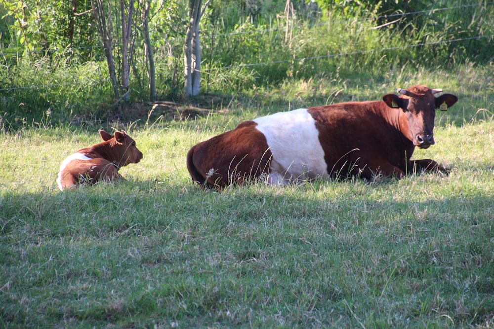 a brown and white cow and a brown and white cow laying in the grass