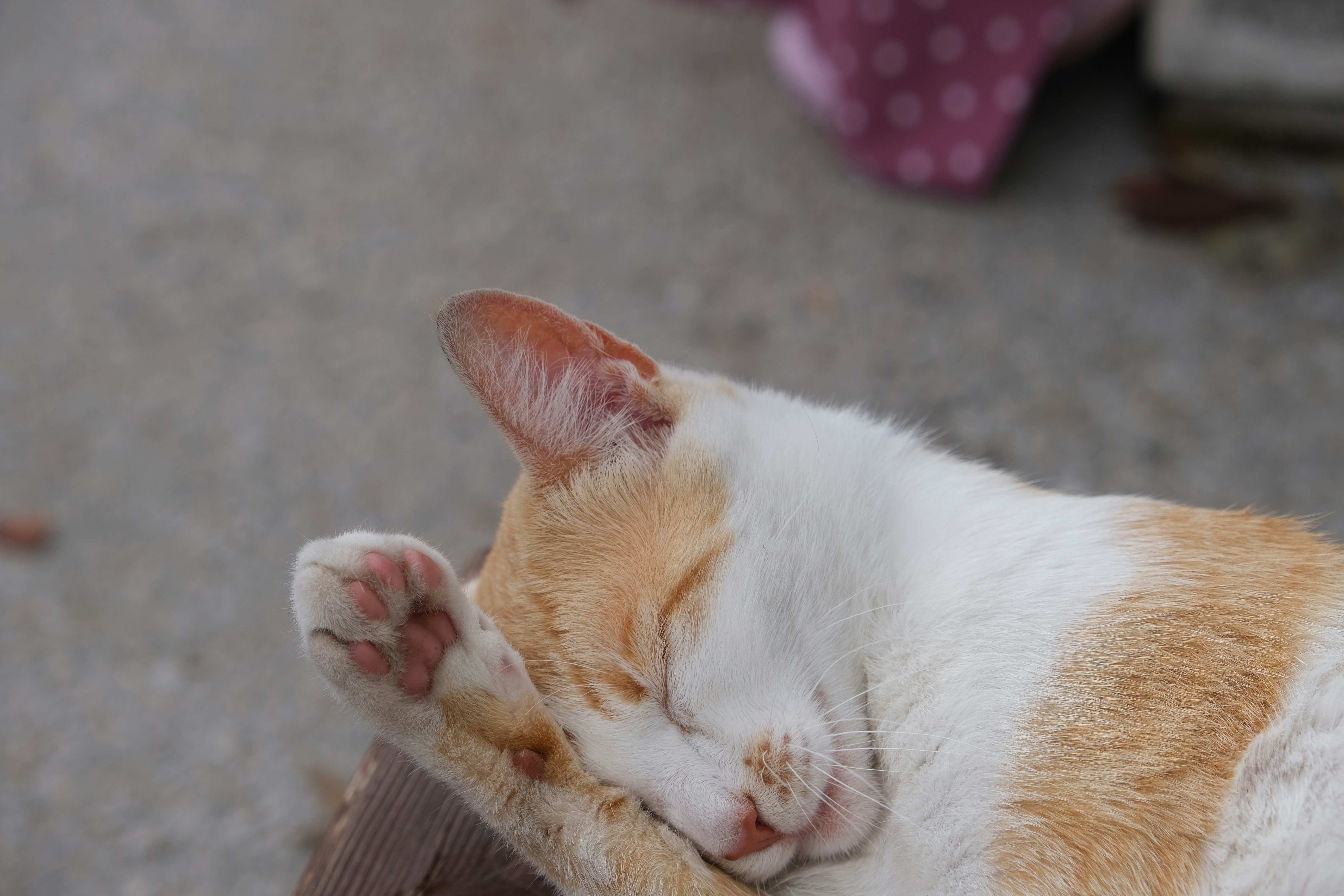 Photo by alexxingplus