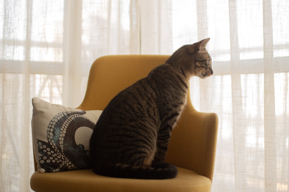 a cat sitting on a chair looking out a window