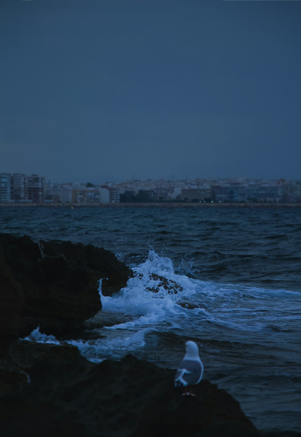 a seagull sitting on a rock near the ocean