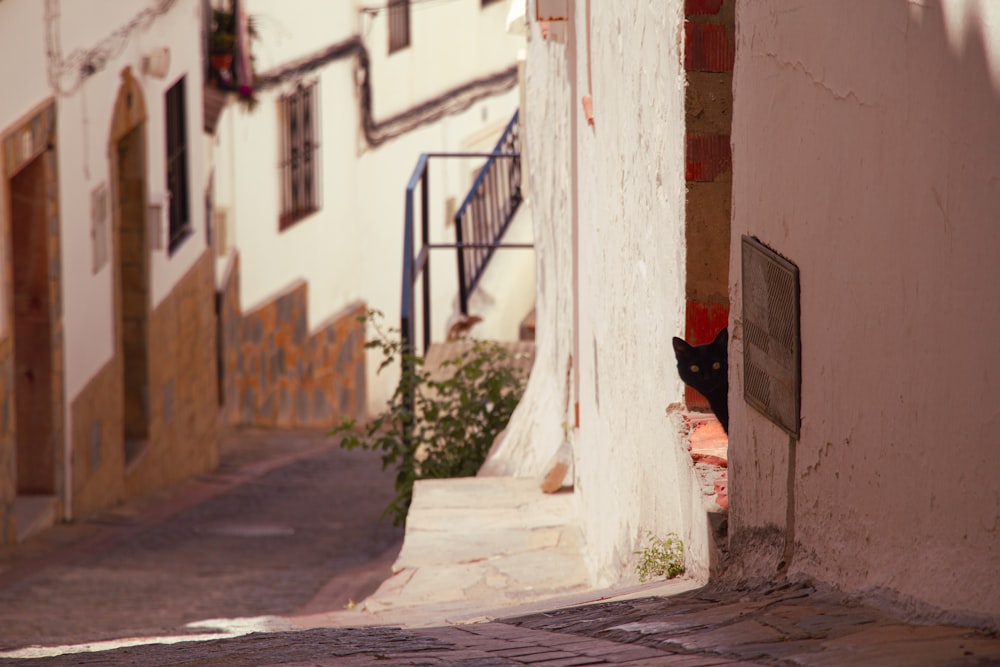 a black cat peeking out of a narrow alleyway