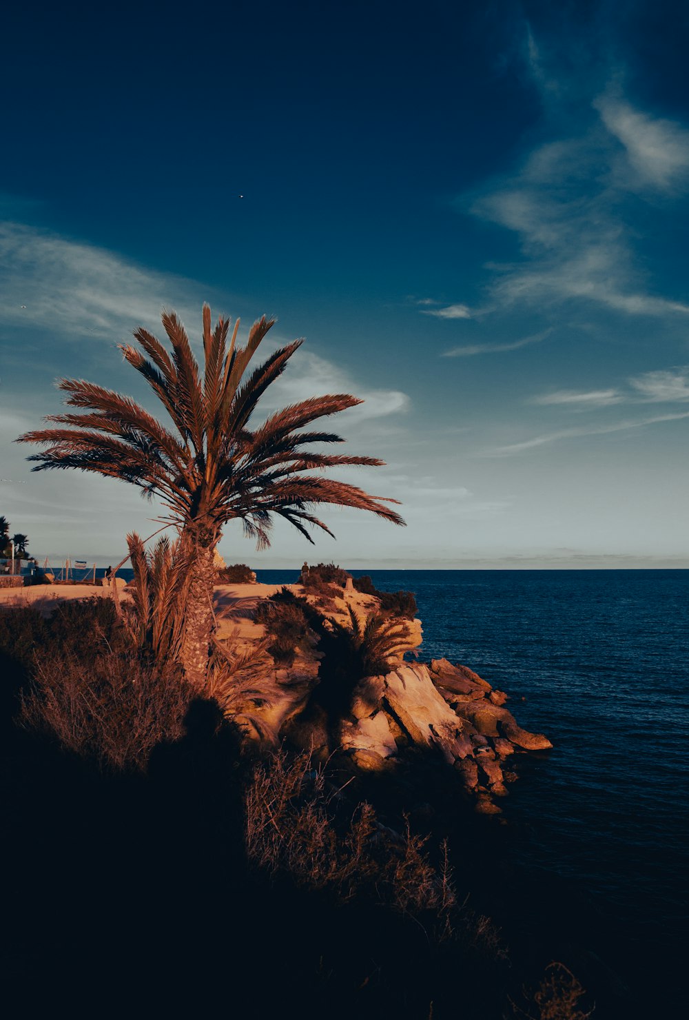 a palm tree on a rocky outcropping next to the ocean