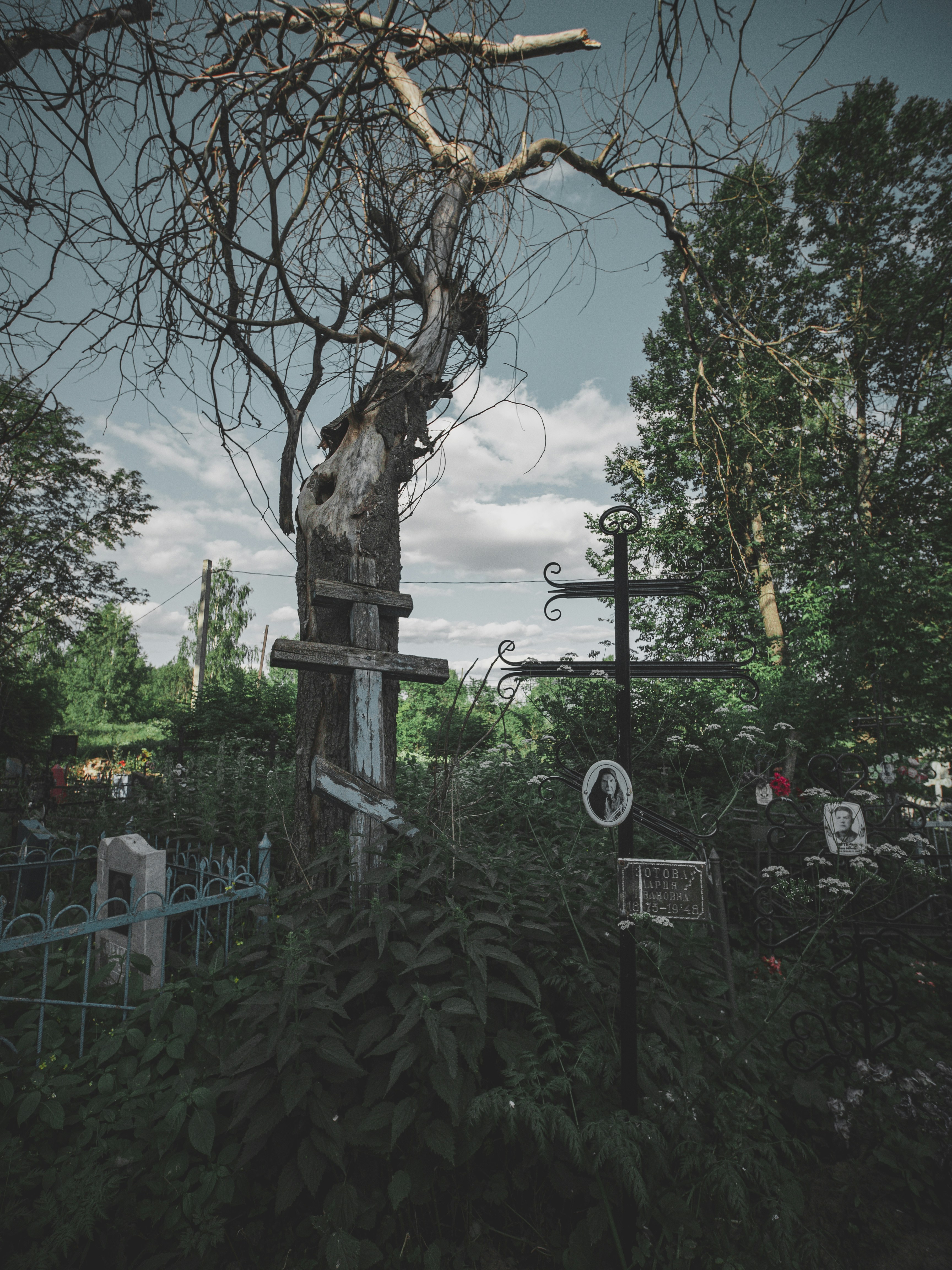 A cemetery with a cross and a dead tree photo – Free Gorodets Image on ...
