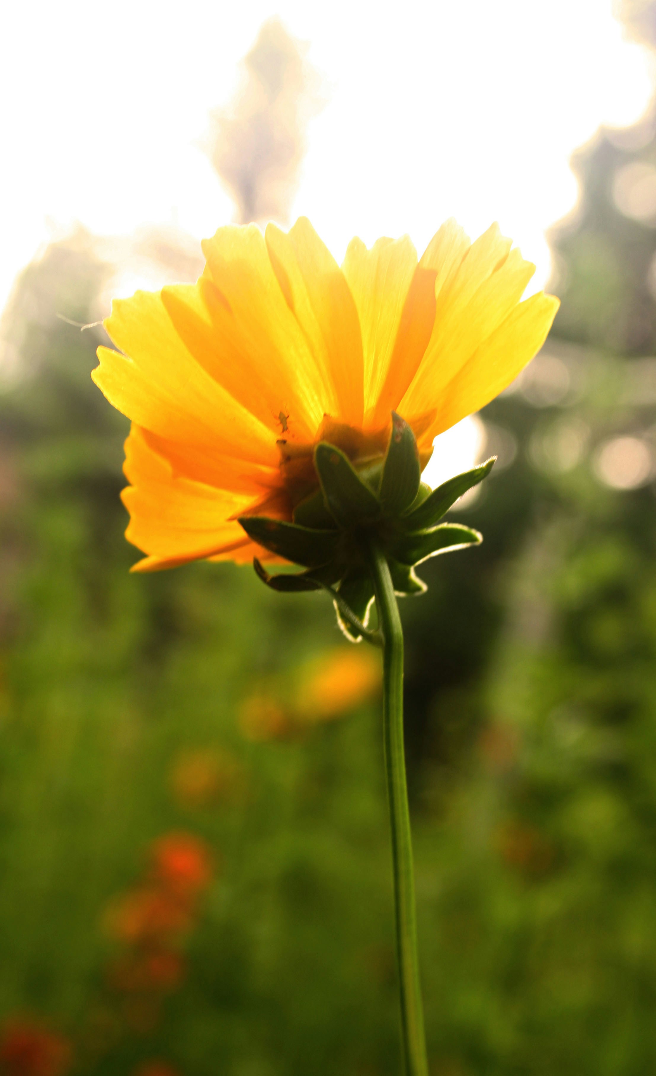 a yellow flower with a blurry background