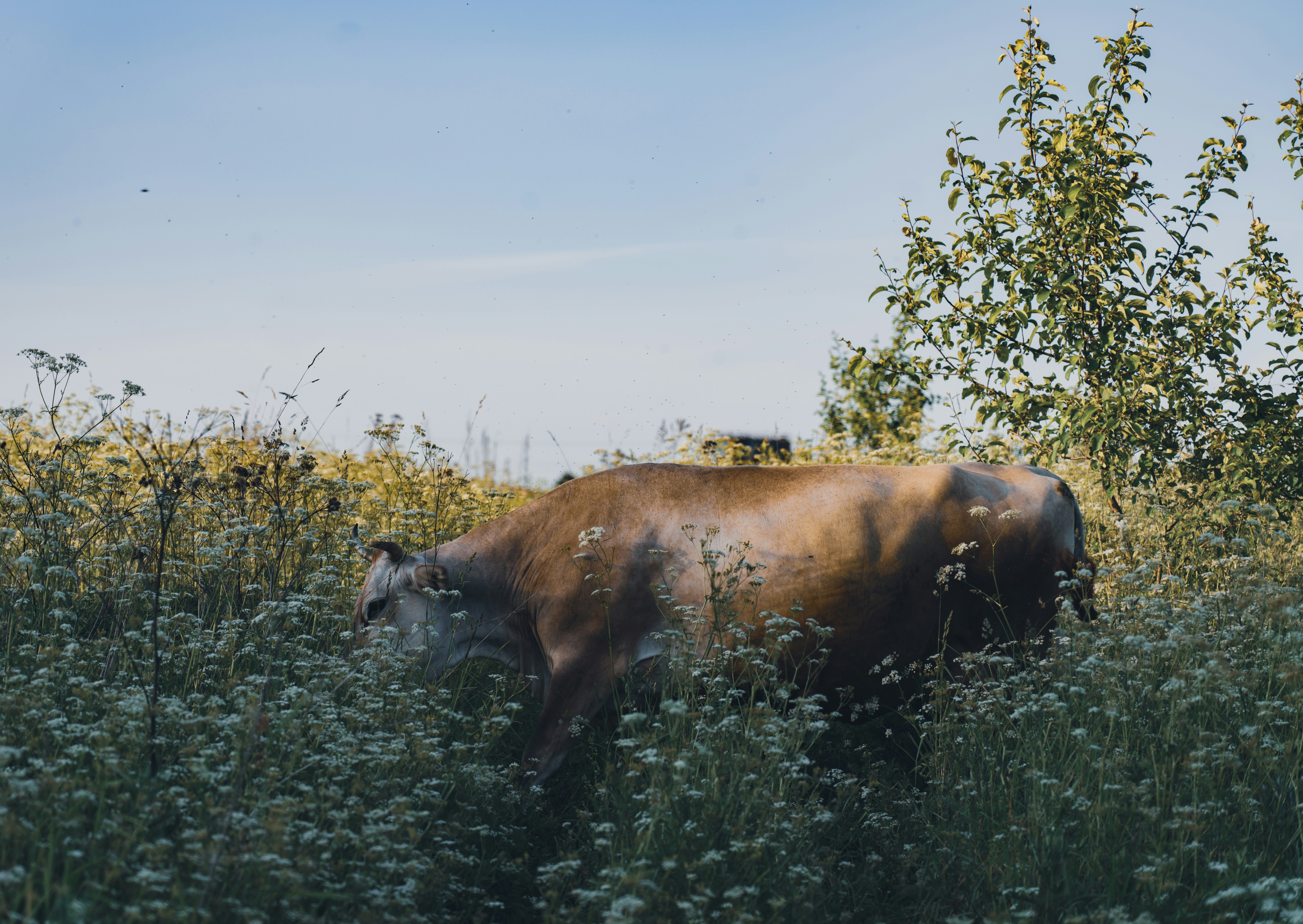 Photo by hellaren