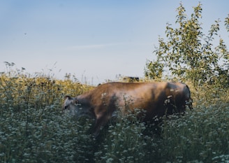A cow is grazing in a lush field filled with tall, wild grasses and small white flowers. The scene is set under a clear blue sky with a few scattered clouds. The greenery includes several leafy bushes and trees, suggesting a natural, rural environment.