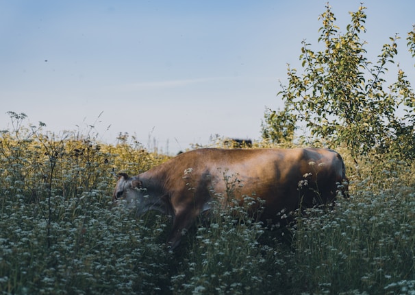 A cow is grazing in a lush field filled with tall, wild grasses and small white flowers. The scene is set under a clear blue sky with a few scattered clouds. The greenery includes several leafy bushes and trees, suggesting a natural, rural environment.