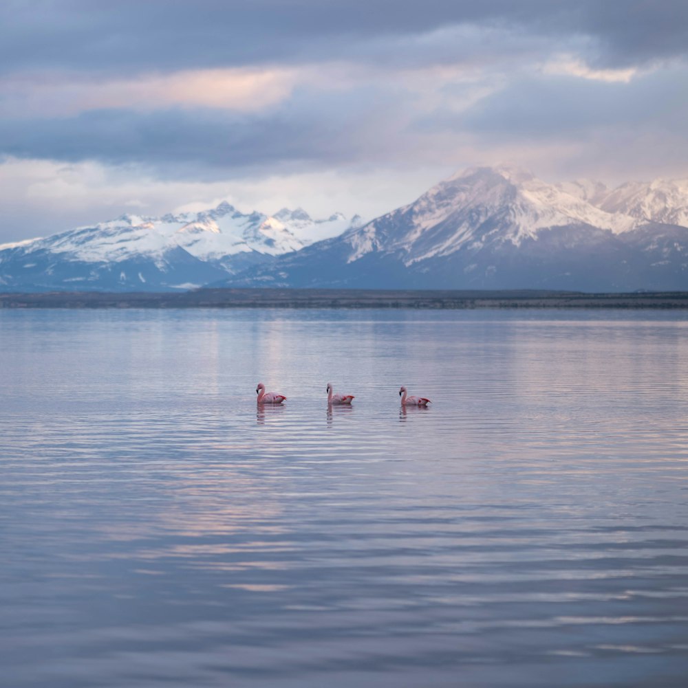 two swans swimming in a lake with mountains in the background