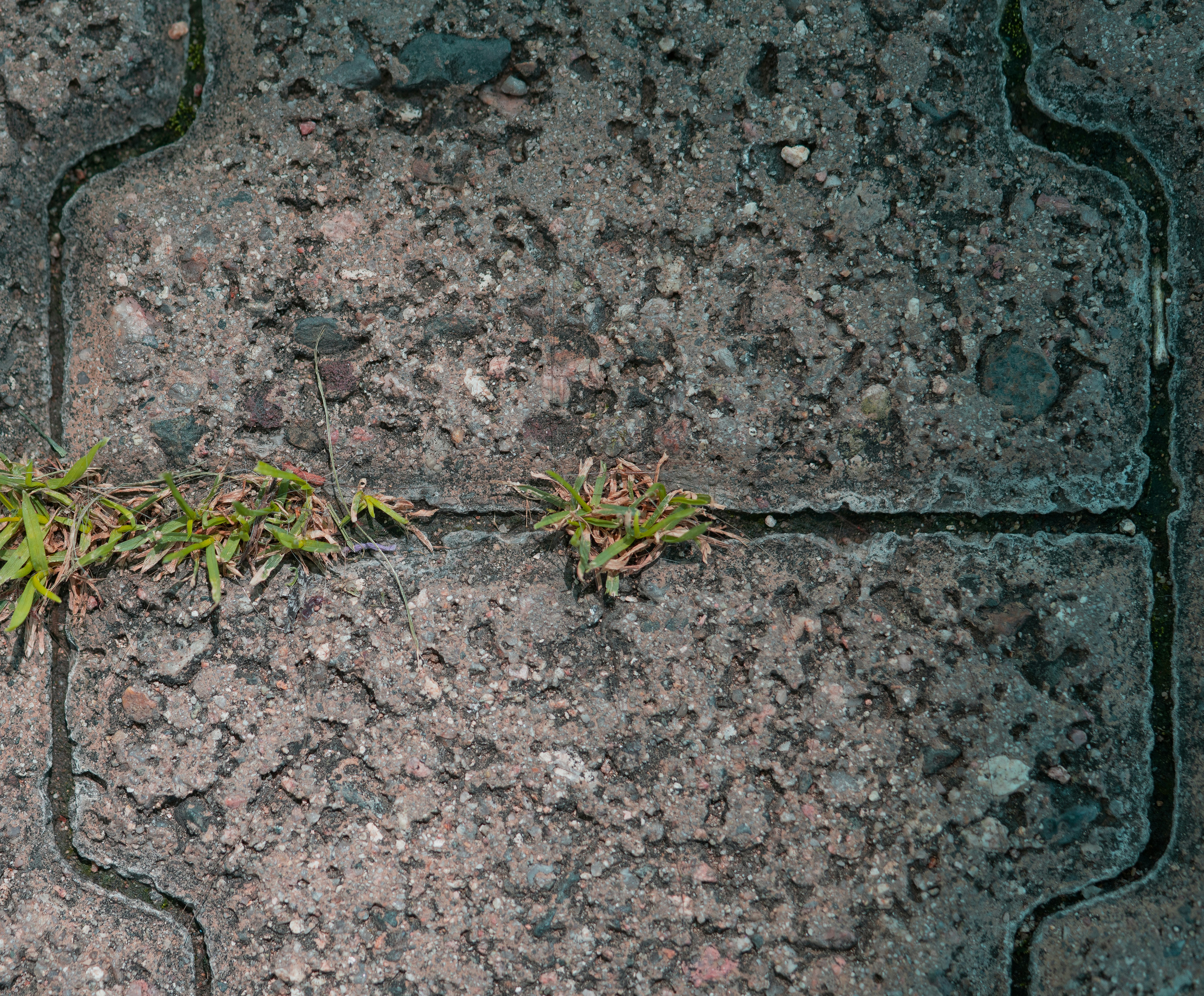 symbolizing growth and healing, such as a plant growing through cracks in pavement - depression therapist houston