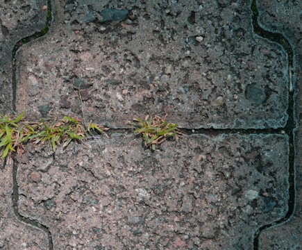 A close-up view of textured concrete pavement slabs with green grass growing in the cracks between them. The surface has a rough, weathered appearance with small stones embedded throughout.