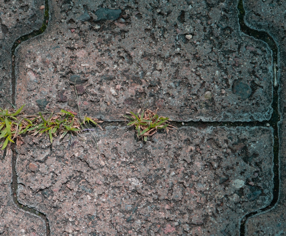 a close up of a plant growing on a sidewalk